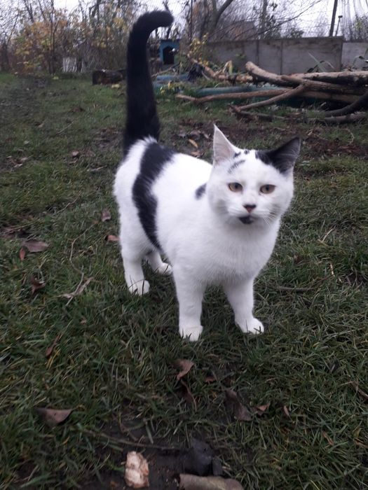 Віддаю в добрі руки