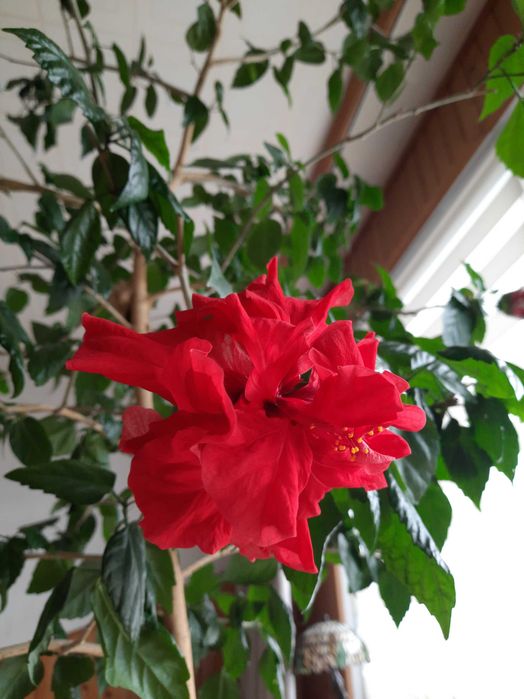 Róża chińska, Hibiscus, Ketmia, roślina kwitnąca