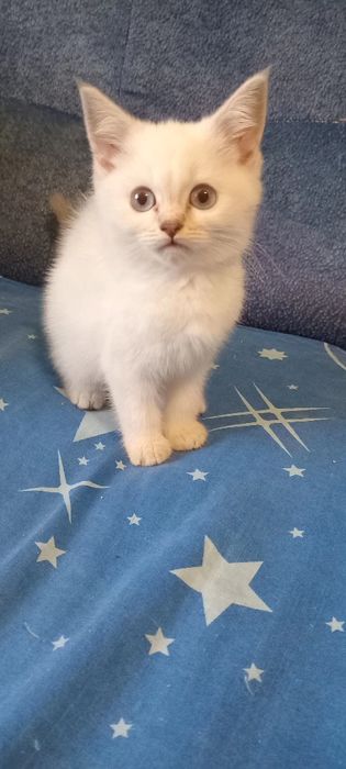 Шотландські кошенята,поїнд блю