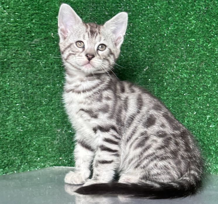 Девочка бенгалка, 2 месяца