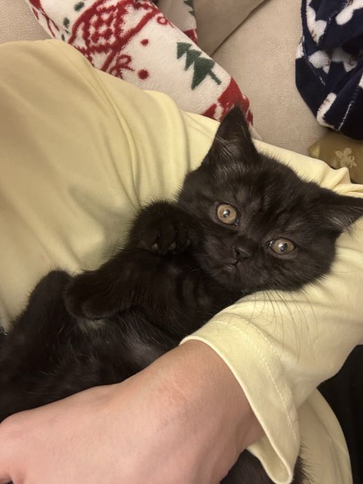 Прекрасные котята