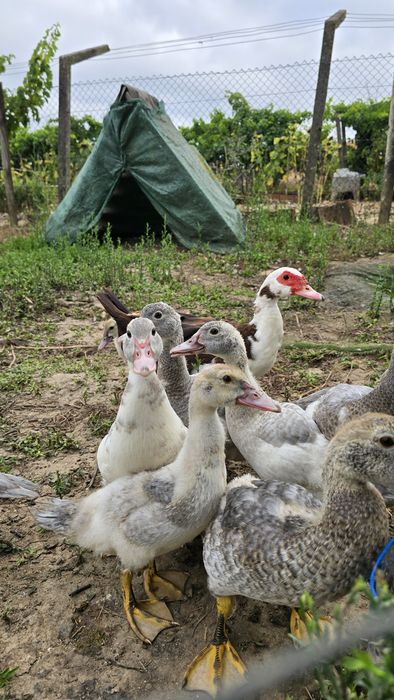 Patos mudos do campo