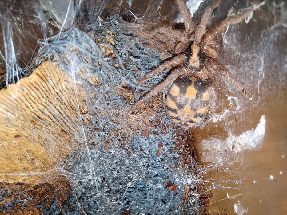 Hepalopus formosus samica