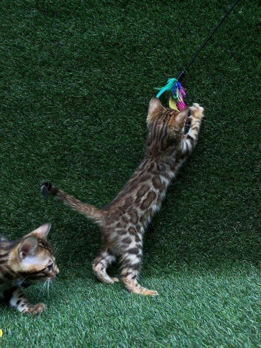 У велику окантовану розетку бенгальська дівчинка, справжнє золото!