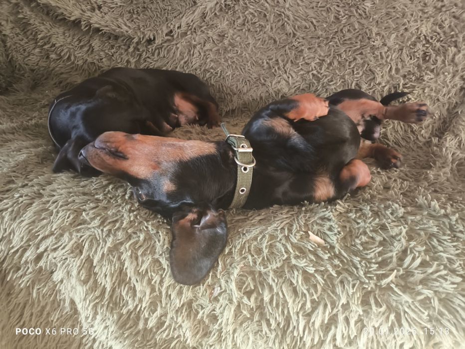 Чистокровні цуценята такси