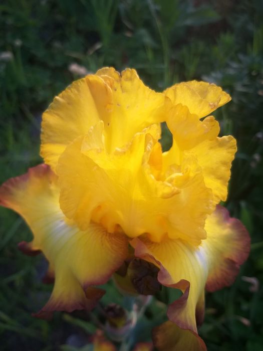 Продам набір ірисів