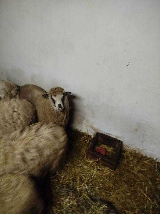 Вівці Барани, Баранина