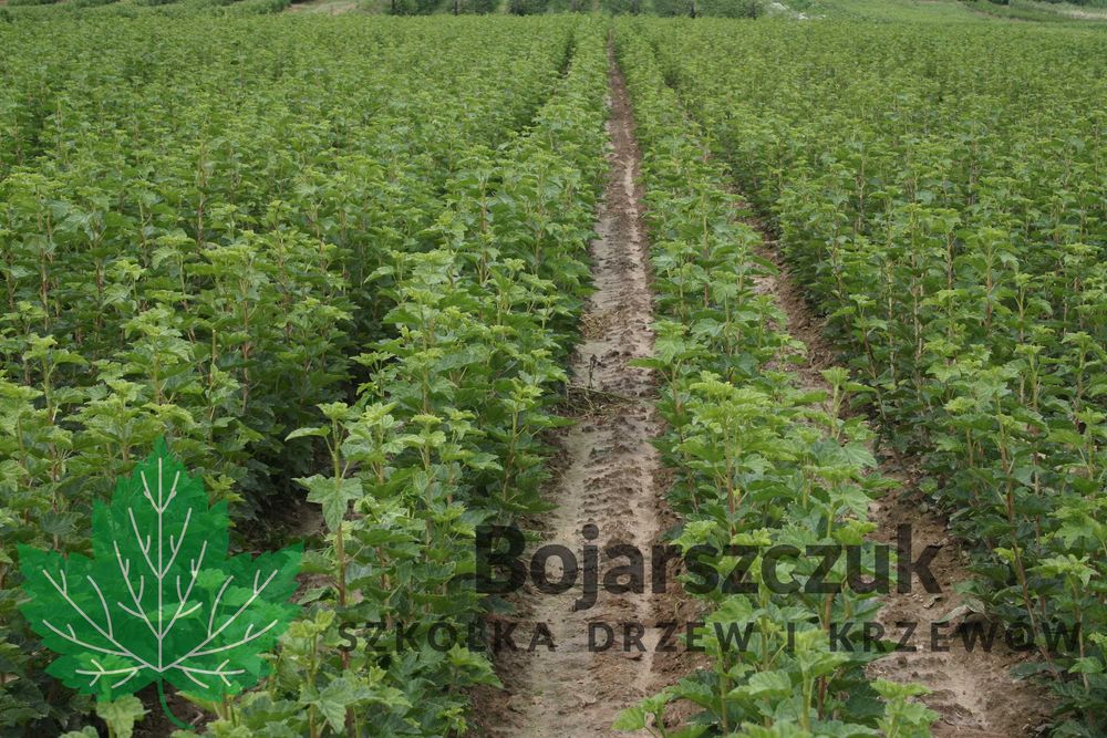 Sadzonki porzeczki czerwonej JONKER DETVAN LOSAN ROLAN ROVADA 2026