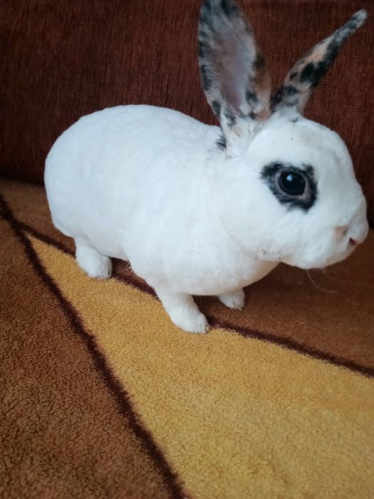 Mini rexy króliki hipoalergiczne
