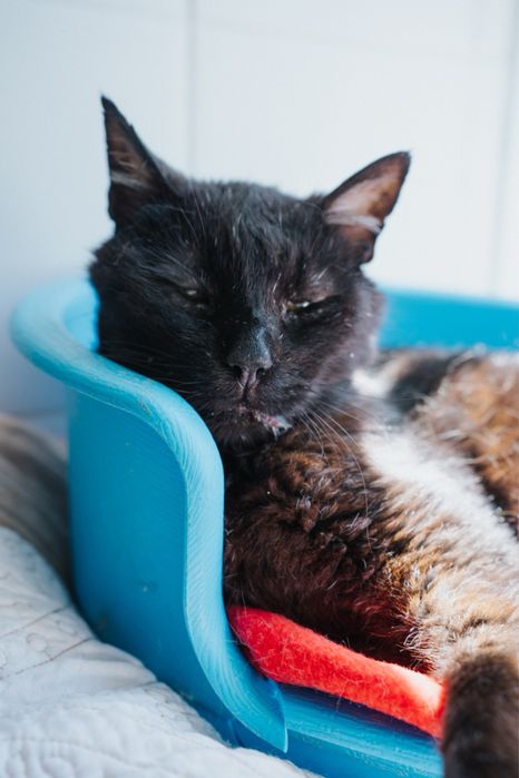 Kitcat para adoção responsável