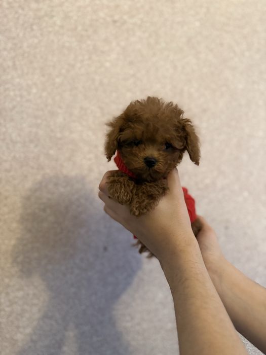 Той пудель хлопчик 2,5 місяці