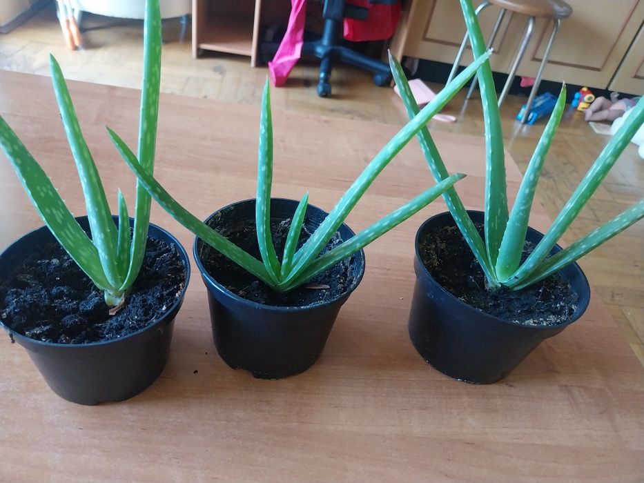 Aloes sadzonki mlode