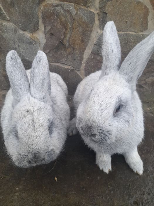 Продаються кролі
