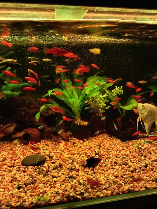 Mieczyki różne odmiany