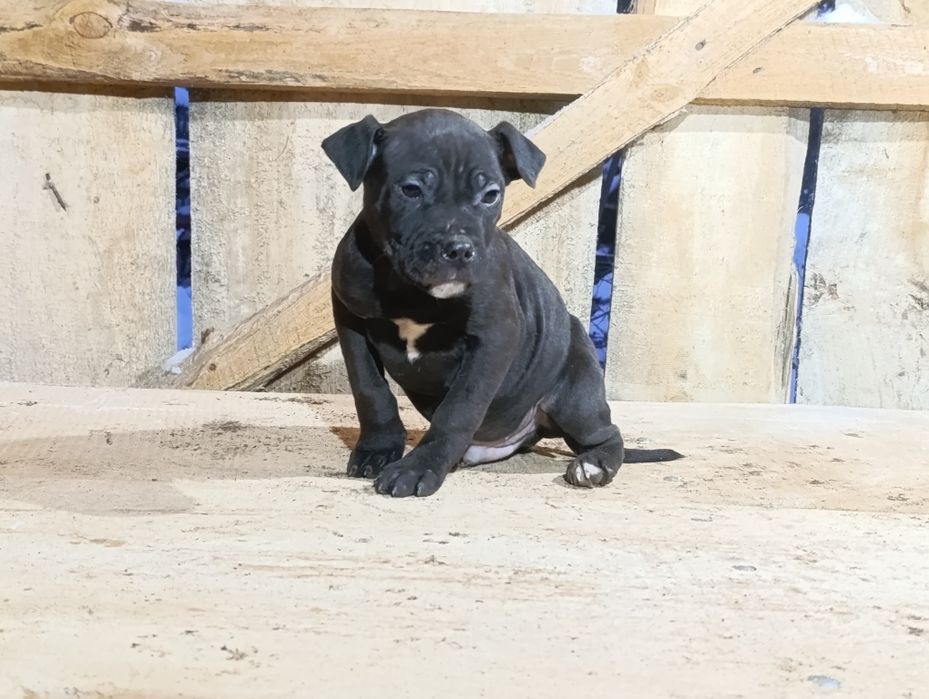 3  miesięczne amstaffy