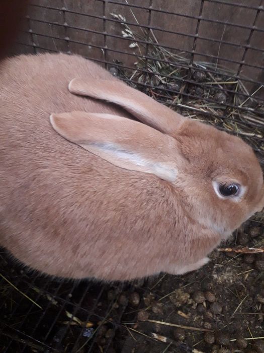 Кролики Строкач, Боргунець,Обер.Помісь