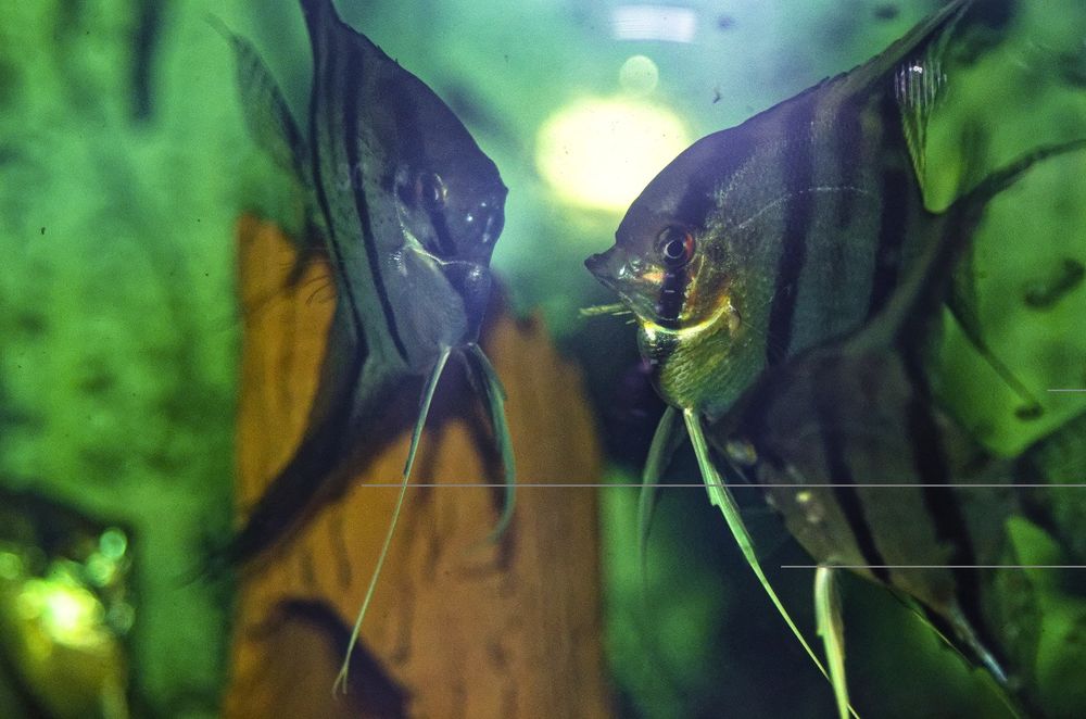 Скалярия Рио Нанай голубовато -зеленая