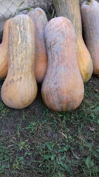 Гарбуз,тыква,кабак столовий їстівний Продам кабак (тыква) гитара