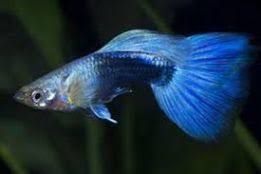 GB Gupik Blue - ryba krajowa