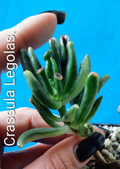 Вариегатные крассулы толстянки денежные деревья суккуленты.