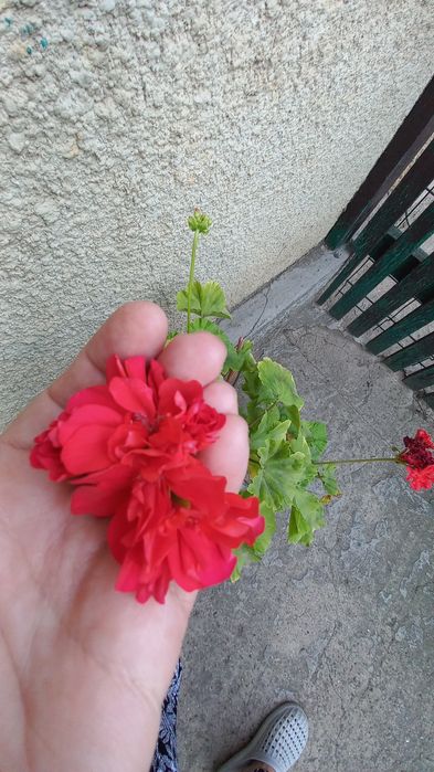 Пеларгония. Продам саженцы. Цена 60  гр.