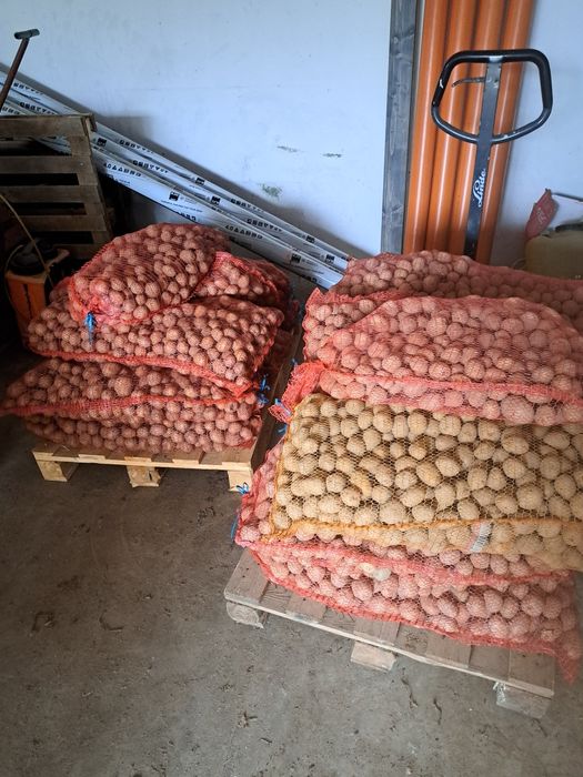 Ziemniaki wielkosci sadzeniaka Gala