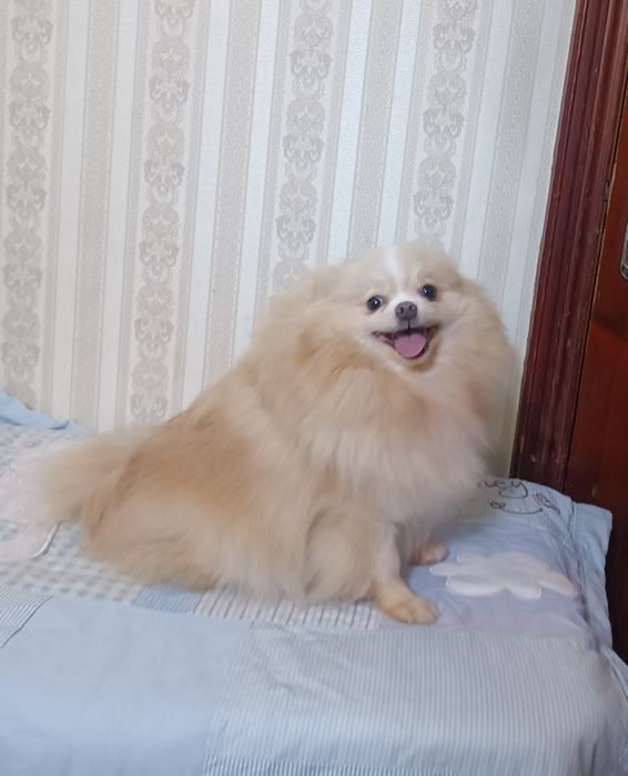 Шпиц девочка подрощенная