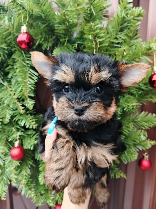 Милейшие щенки Йорики