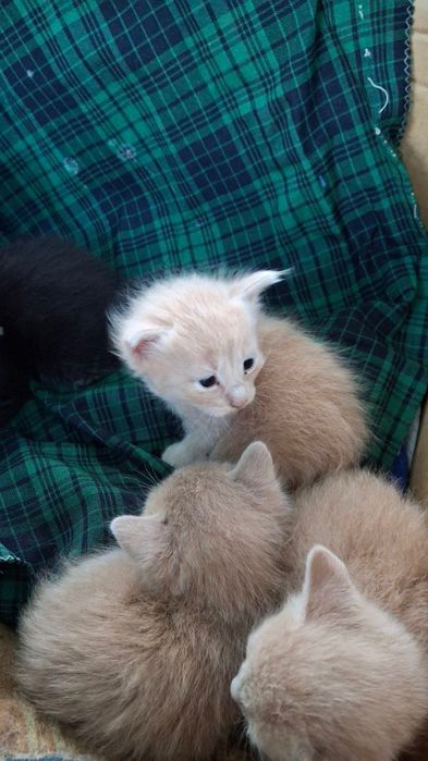 Кошенята в добрі руки