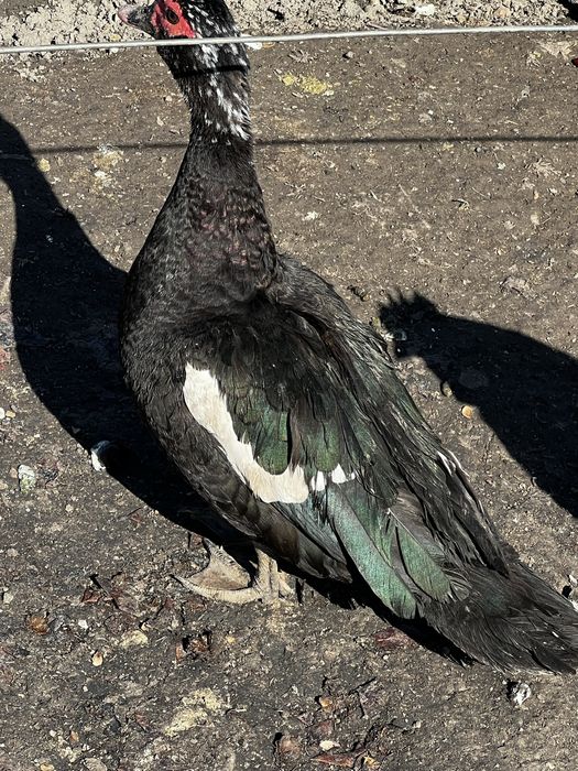 Продам индоутки!