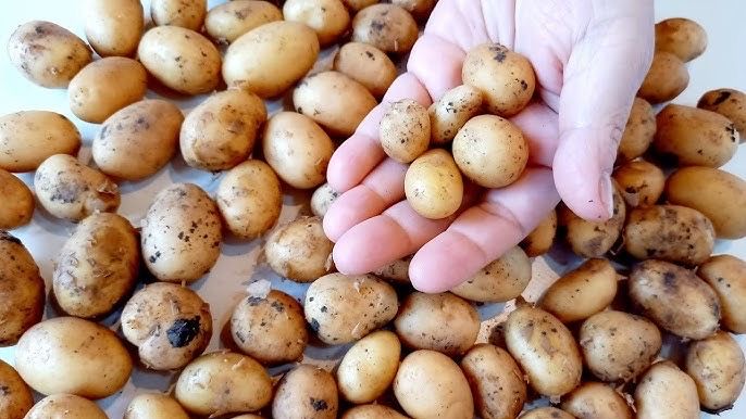 Продам картоплю по 15 грр також є велика на другому фото