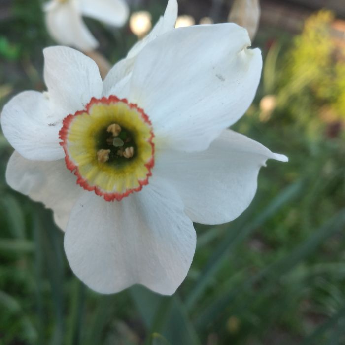 Нарциси 20 грн  шт