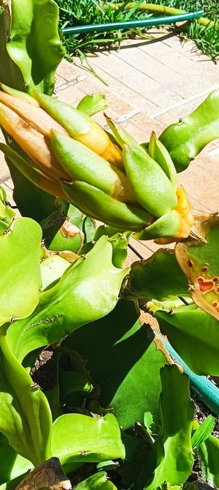 Pitaya amarela enraizada