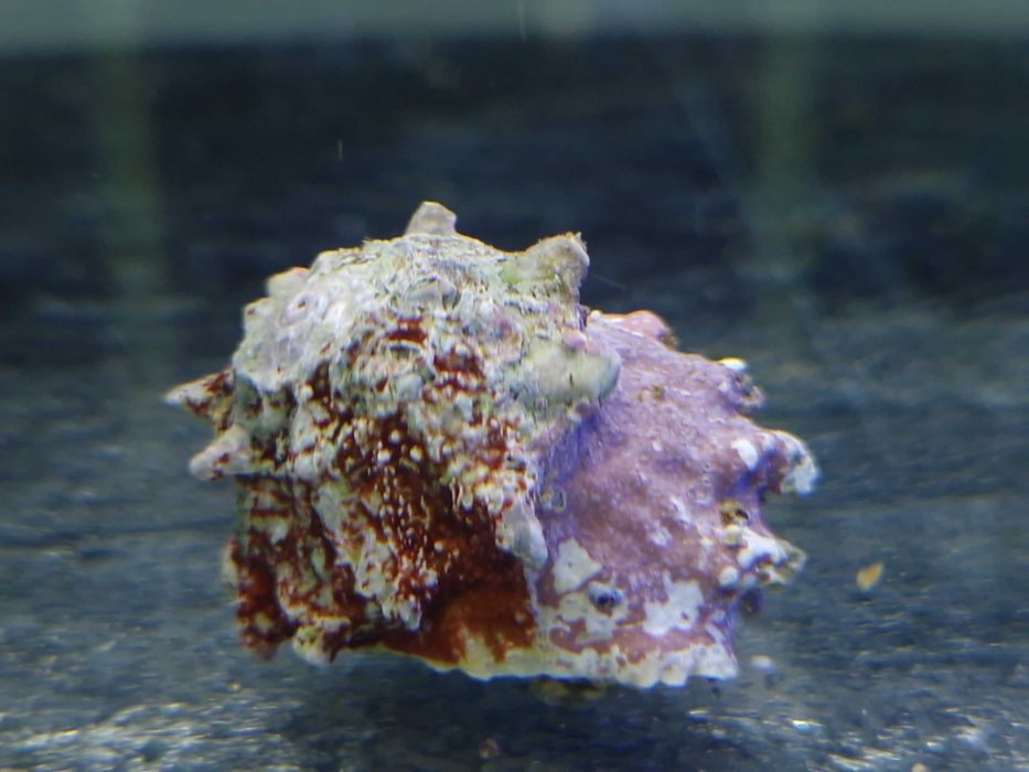 Astralium sp. Ślimak na glony Ekipa Czyszcząca Akwarium Morskie