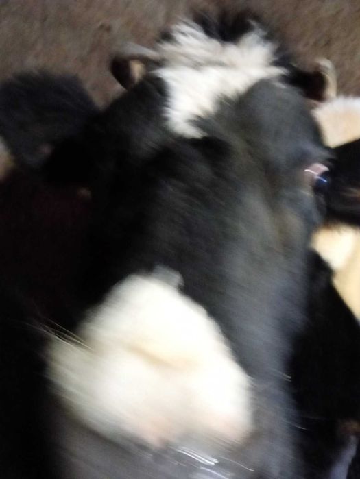 Продається корова