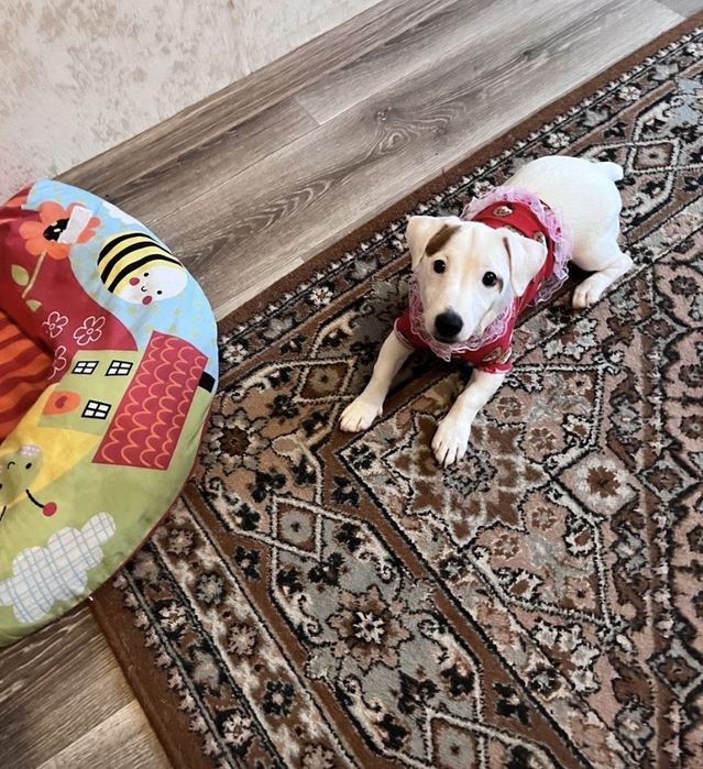 Красивая девочка джек рассел терьер ищет родителей