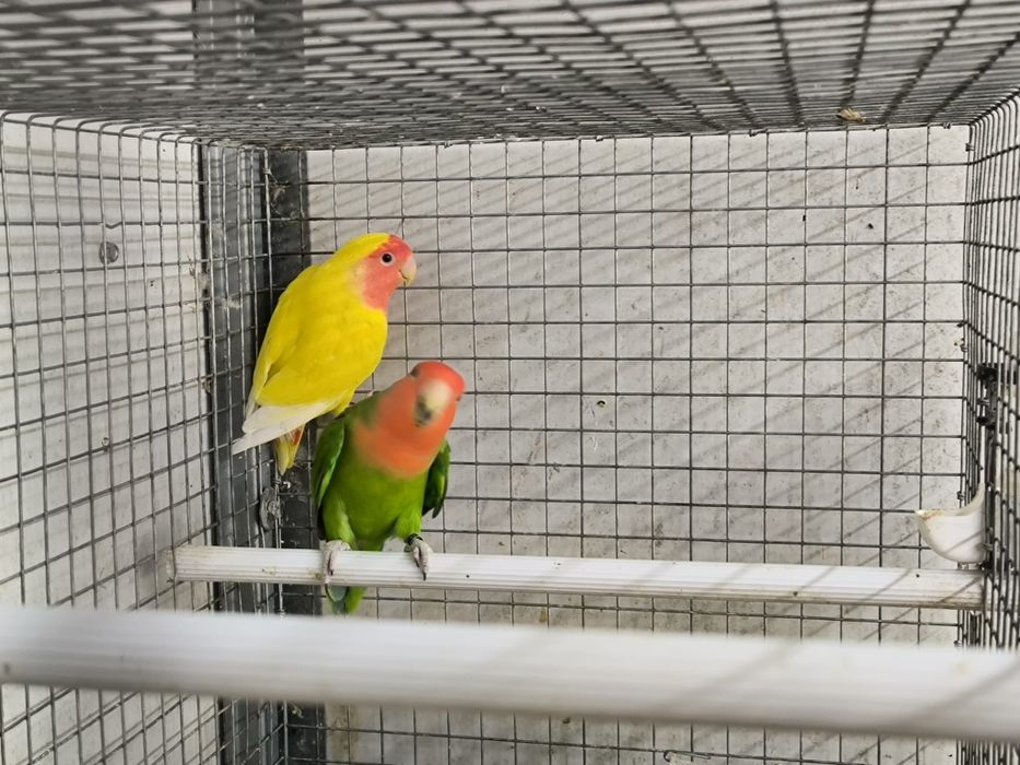 Agapórnis Longfeather