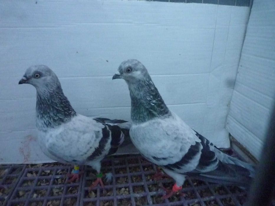 Gołębie Pantosze - Budapeszty Wysokolotne nr.2