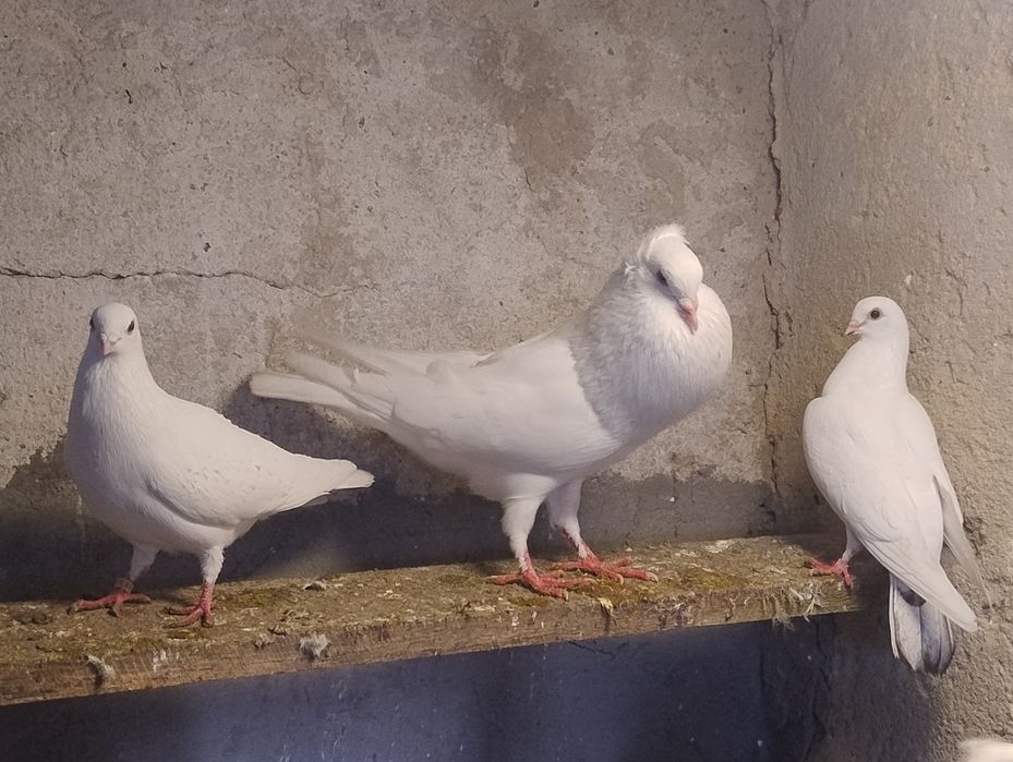 Gołębie   ozdobne