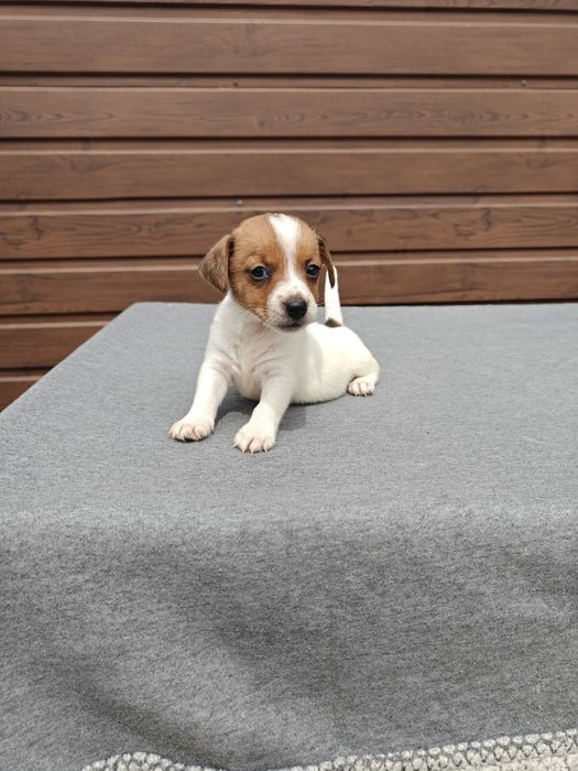 Jack Russell Terrier krótkowłosy  suczka
