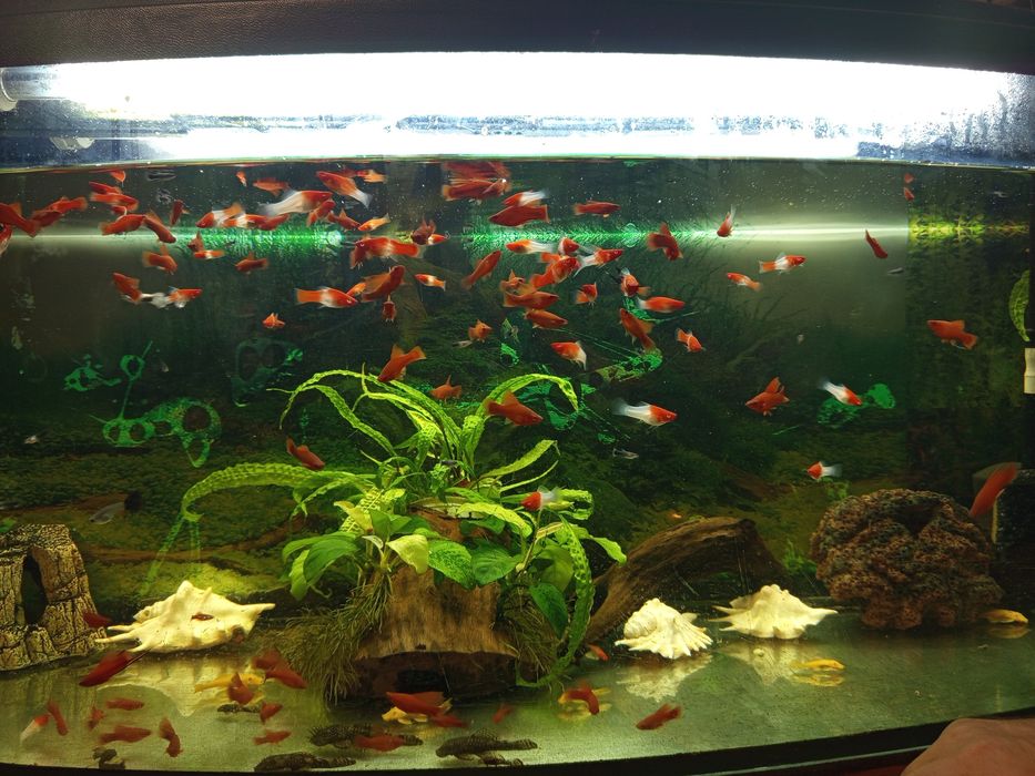 Mieczyki koi i kohaku