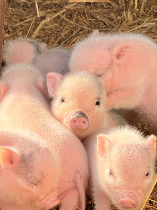 Mini pigs /porco anao