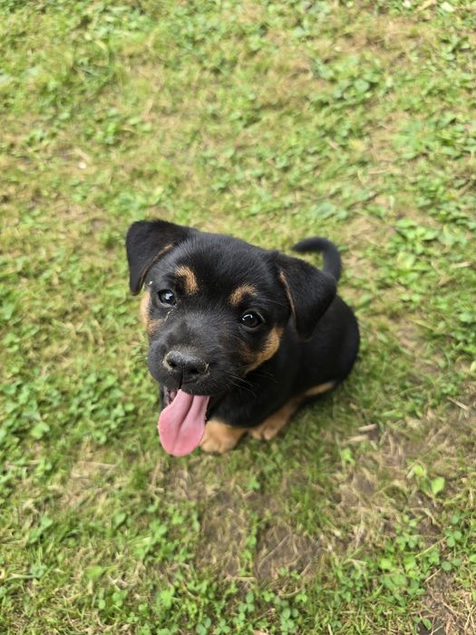 Oddam pieski za darmo