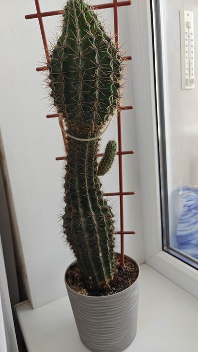 Ферока́ктус прямоколючковый (Ferocactus)