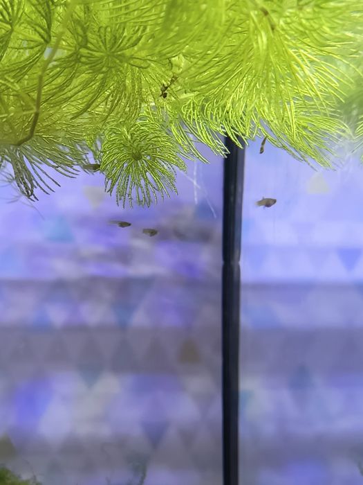 Мальки гуппі домашнього розведення