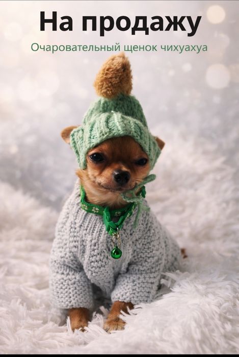 Продам мальчик чихуахуа миник Коби тип короткие лапка маленький носик