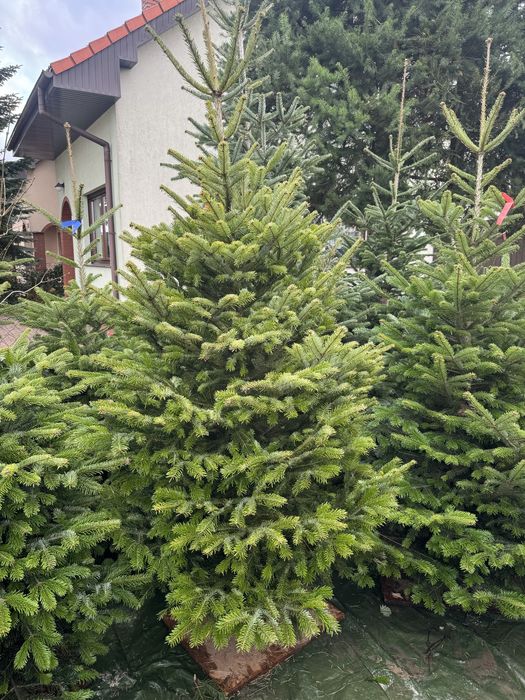 PIĘKNE CHOINKI świąteczne jodła kaukaska świerk cięte i w donicy