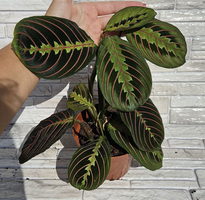 Maranta tricolor