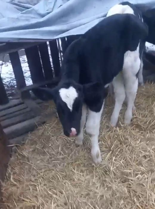 Продаж бичків вік від двох до трьох тижнів