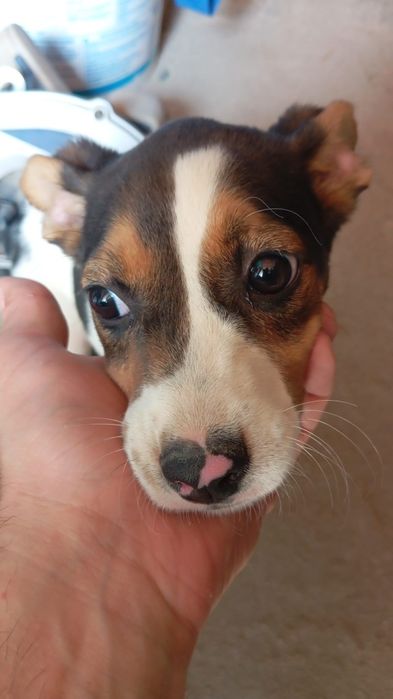 Cadelinha de raça American Sttafordshire terrier  com 2 meses 22 dias